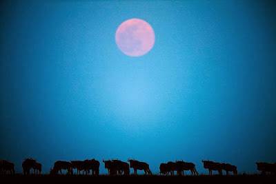 Full Moon in Africa